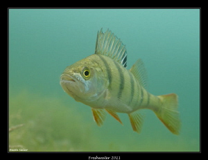 Perch taken with Canon G12 and natural light by Beate Seiler 
